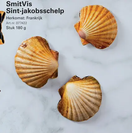Aanbieding: Sint-jakobsschelp