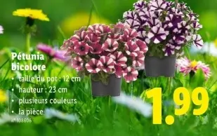 Offre: Pétunia bicolore