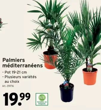 Offre: Palmiers méditerranéens