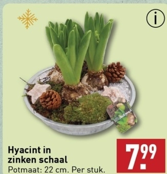 Aanbieding: Hyacint in zinken schaal