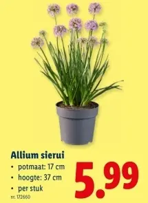 Promotie: Allium sierui