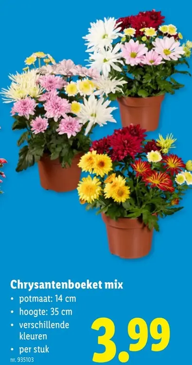 Promotie: Chrysantenboeket mix