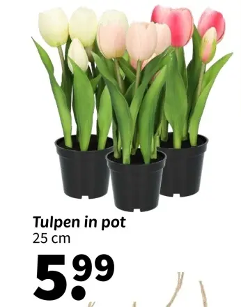 Promotie: Tulpen in pot