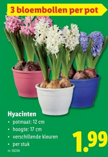 Promotie: Hyacinten