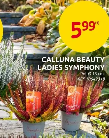 Promotie: Calluna Beauty Ladies Symphony