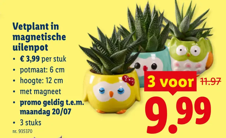 Promotie: Vetplant in magnetische uilenpot