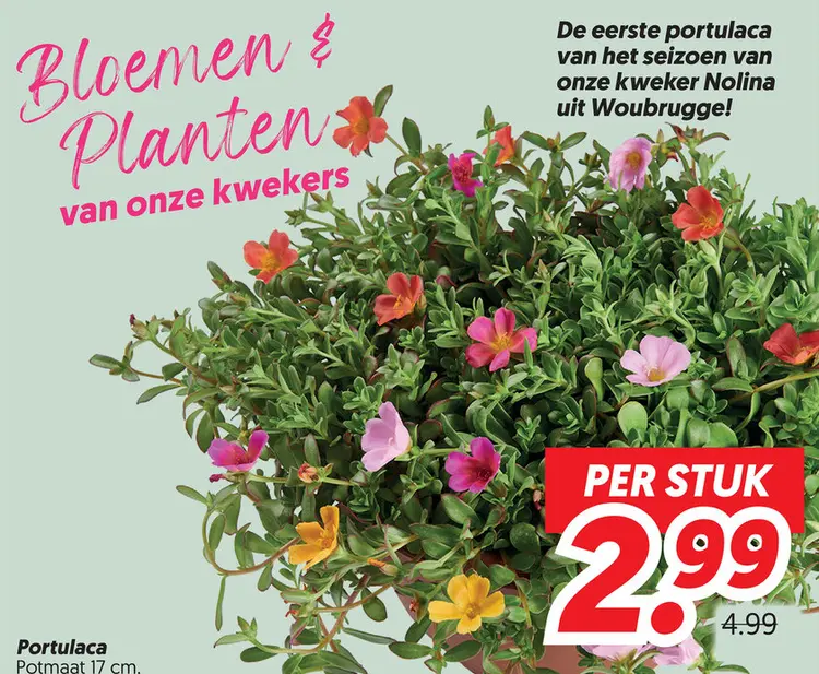Portulaca