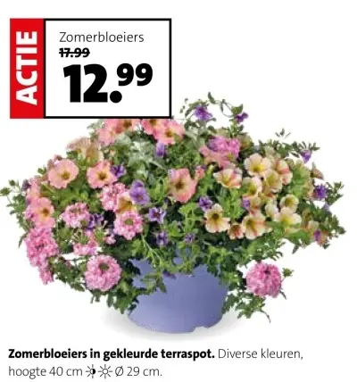 Aanbieding: Zomerbloeiers in pot