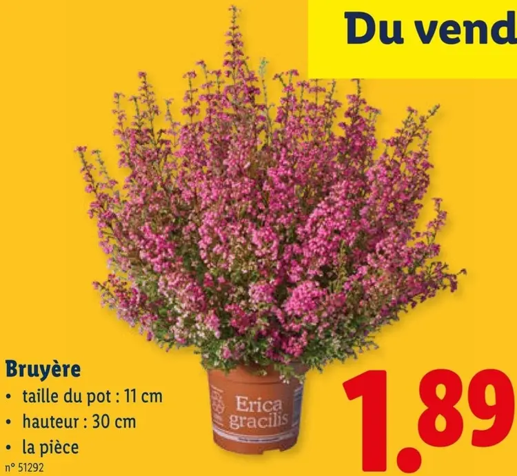 Offre: Bruyère