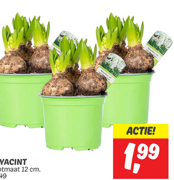 Aanbieding: HYACINT