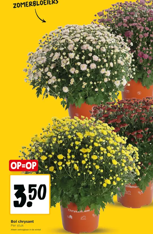 Aanbieding: Bol chrysant