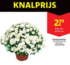 Aanbieding: Pomponnette