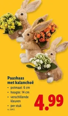 Promotie: Paashaas met kalanchoë