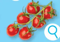 Offre: Mini tomates roma en grappe