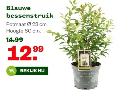 Aanbieding: Blauwe bessenstruik