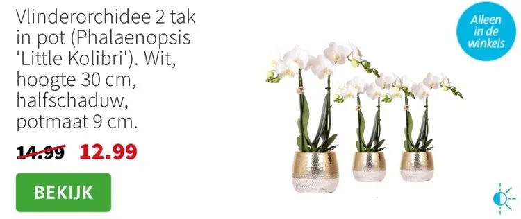 Aanbieding: Vlinderorchidee 2 tak in pot (Phalaenopsis 'L