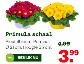 Aanbieding: Primula schaal