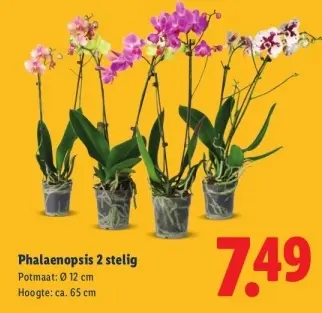 Aanbieding: Phalaenopsis 2-stelig