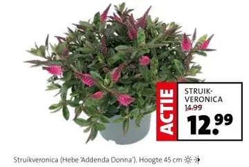 Aanbieding: Struikveronica
