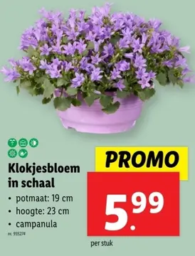Aanbieding: Klokjesbloem in schaal