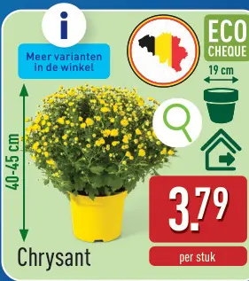 Promotie: Chrysant