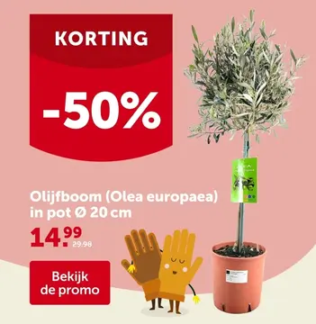 Aanbieding: Olijfboom (Olea europaea)