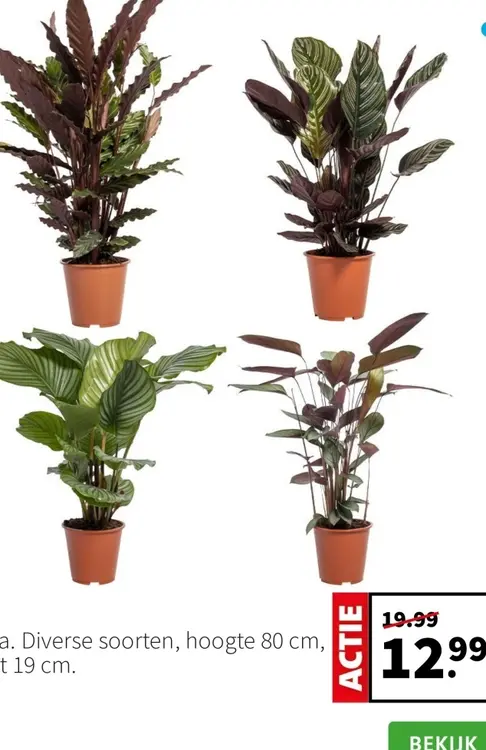 Aanbieding: Calathea
