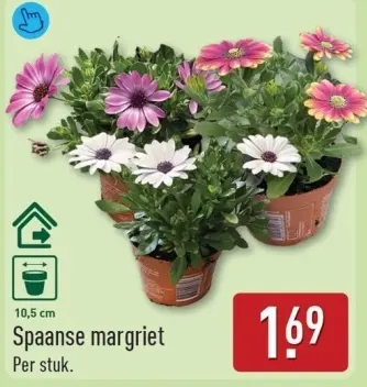 Aanbieding: Spaanse margriet