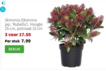 Aanbieding: Skimmia (Skimmia jap. 'Rubella')