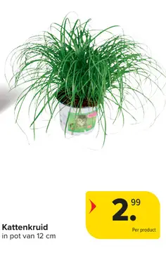 Aanbieding: kattenkruid