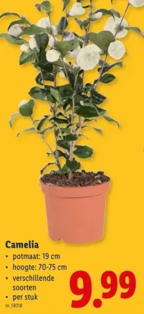 Promotie: Camelia