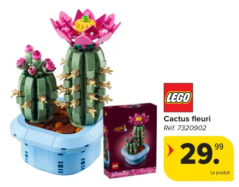 Offre: Cactus fleuri