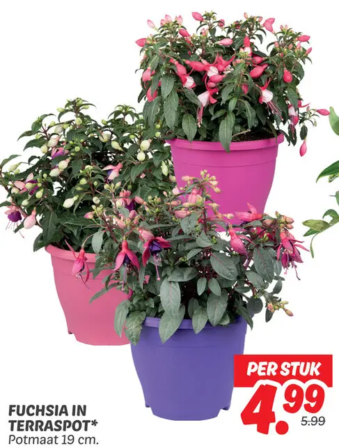 Fuchsia in terraspot
