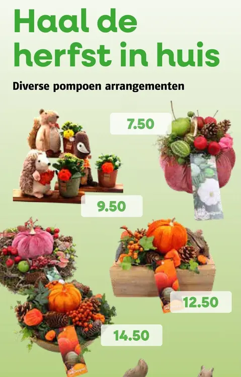 Aanbieding: Diverse pompoen arrangementen