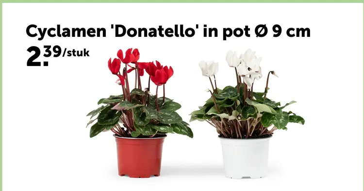 Promotie: Cyclamen 'Donatello'