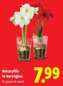 Aanbieding: Amaryllis in kerstglas
