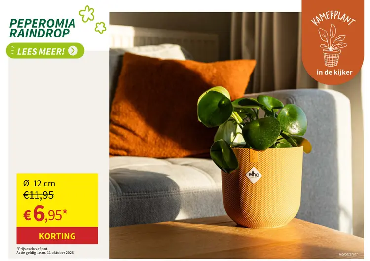 Promotie: Peperomia raindrop