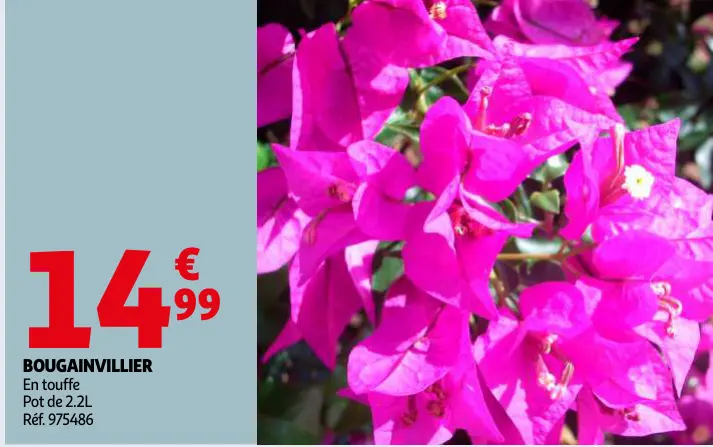 Promotie: Bougainvillier
