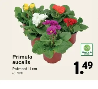 Promotie: Primula aucalis