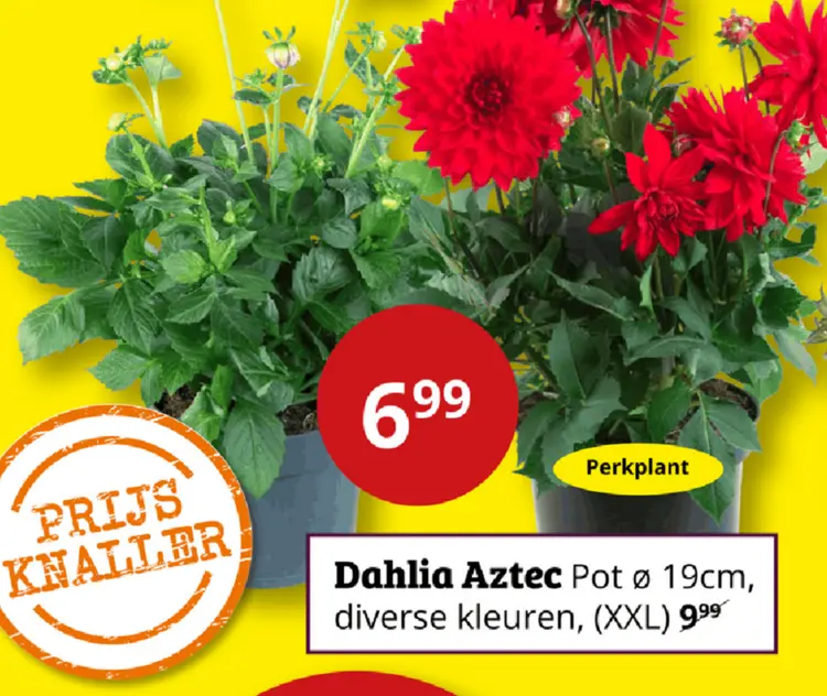 Aanbieding: Dahlia Aztec