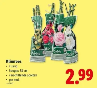 Promotie: Klimroos
