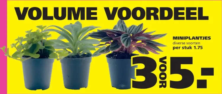 Aanbieding: Miniplantjes