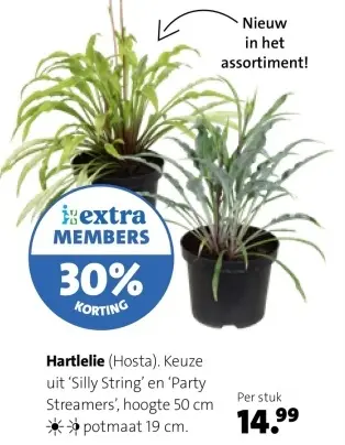 Aanbieding: Hartlelie (Hosta)