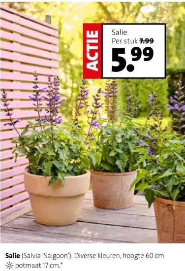 Aanbieding: Salie