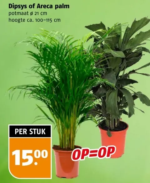 Aanbieding: Dipsys of Areca palm