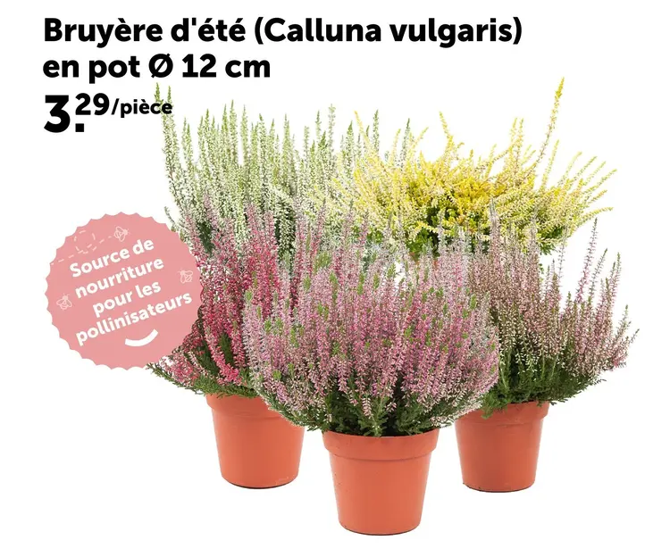 Offre: Bruyère d'été (Calluna vulgaris)
