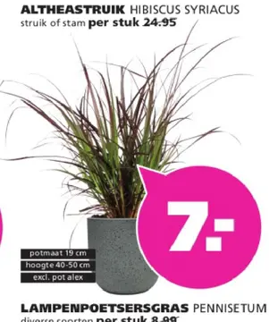 Aanbieding: Altheastruik hibiscus syriacus