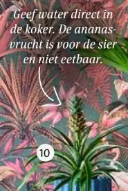 Aanbieding: Ananasplant 'Mi Amigo'