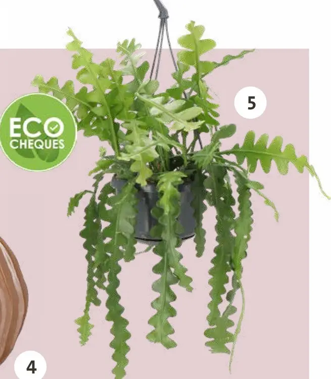 Promotie: Zaagcactus