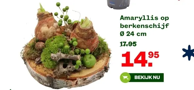 Aanbieding: Amaryllis op berkenschijf
